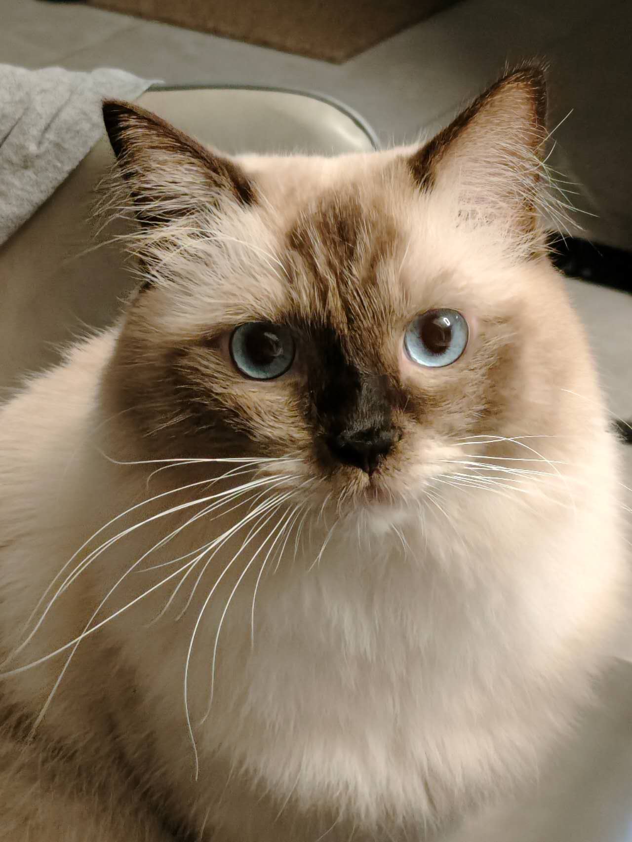 Coco